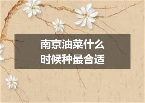 南京油菜什么时候种最合适
