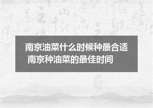 南京油菜什么时候种最合适 南京种油菜的最佳时间