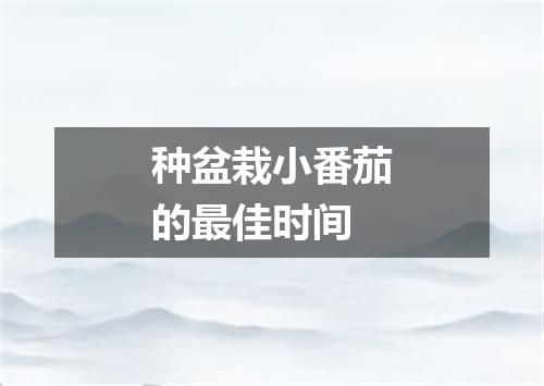 种盆栽小番茄的最佳时间