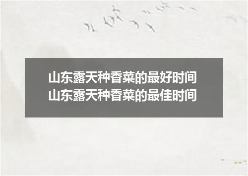 山东露天种香菜的最好时间 山东露天种香菜的最佳时间