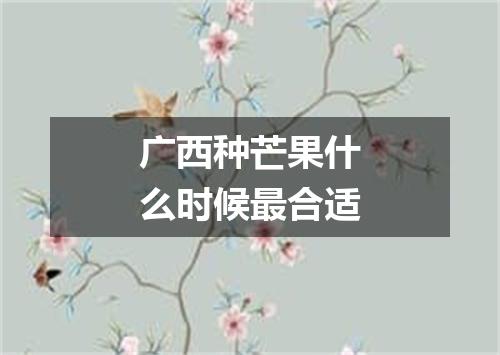 广西种芒果什么时候最合适