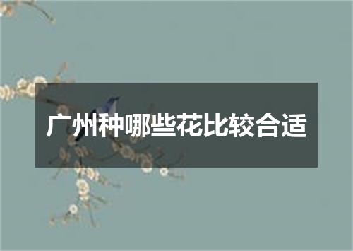 广州种哪些花比较合适