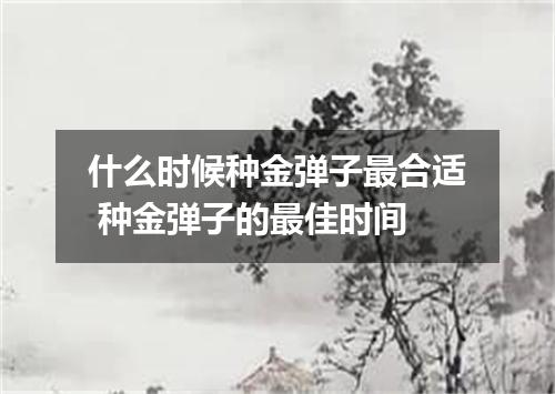 什么时候种金弹子最合适 种金弹子的最佳时间