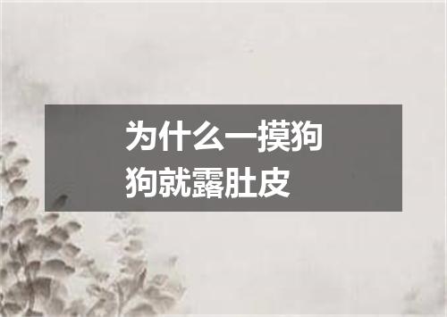 为什么一摸狗狗就露肚皮