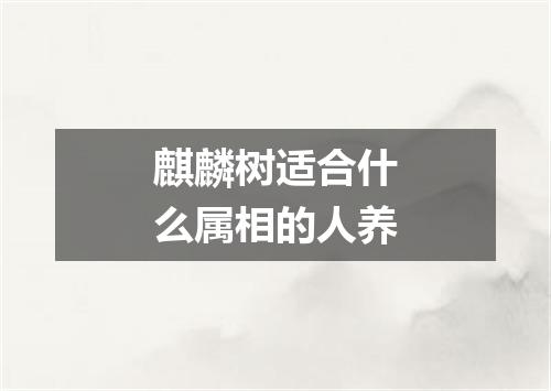 麒麟树适合什么属相的人养