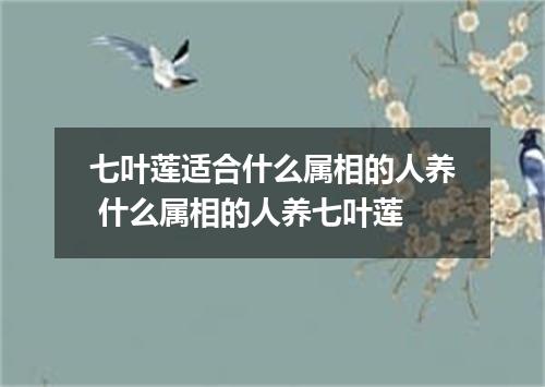 七叶莲适合什么属相的人养 什么属相的人养七叶莲
