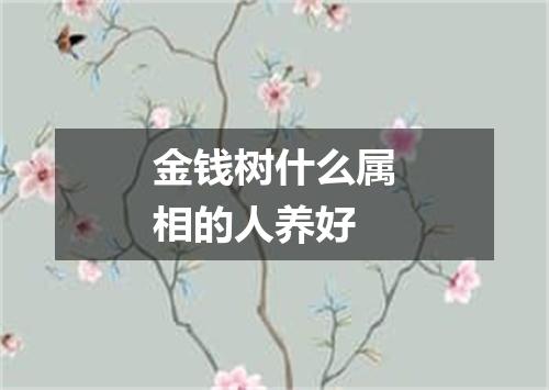 金钱树什么属相的人养好