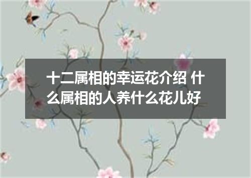 十二属相的幸运花介绍 什么属相的人养什么花儿好