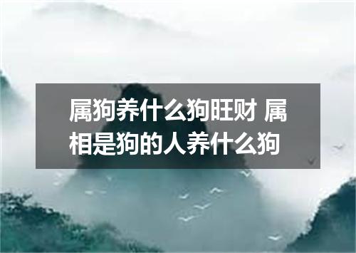 属狗养什么狗旺财 属相是狗的人养什么狗