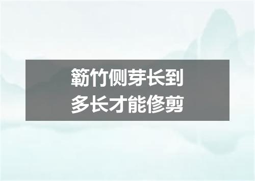 簕竹侧芽长到多长才能俢剪