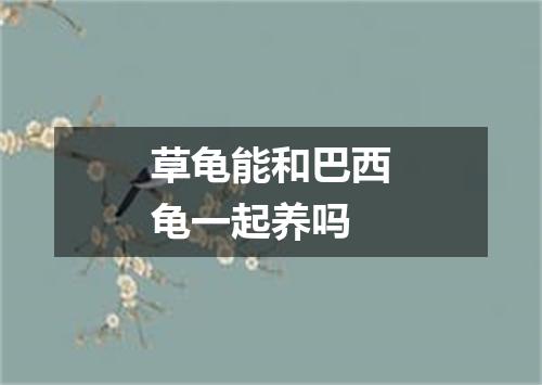 草龟能和巴西龟一起养吗