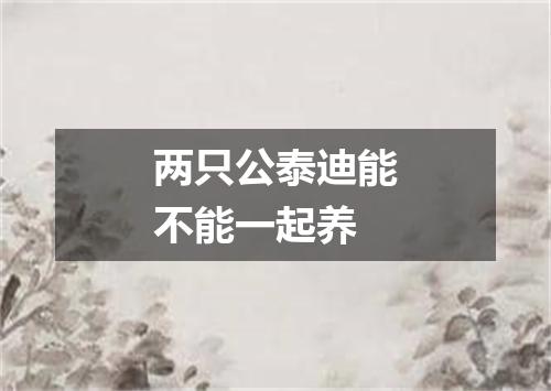 两只公泰迪能不能一起养