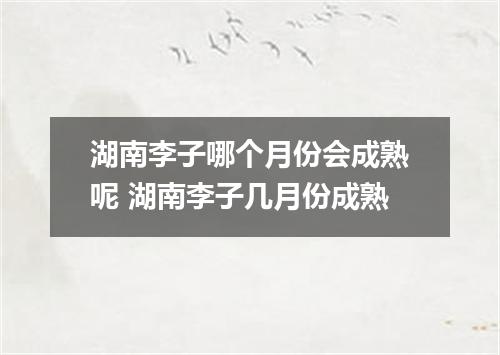 湖南李子哪个月份会成熟呢 湖南李子几月份成熟
