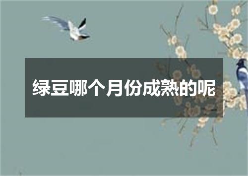 绿豆哪个月份成熟的呢