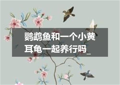鹦鹉鱼和一个小黄耳龟一起养行吗_
