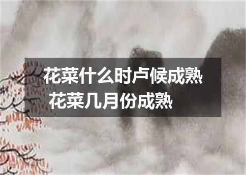 花菜什么时卢候成熟 花菜几月份成熟