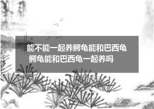 能不能一起养鳄龟能和巴西龟 鳄龟能和巴西龟一起养吗