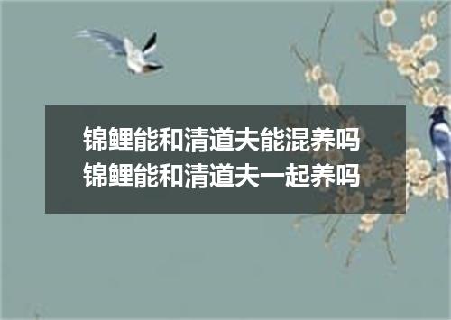 锦鲤能和清道夫能混养吗 锦鲤能和清道夫一起养吗