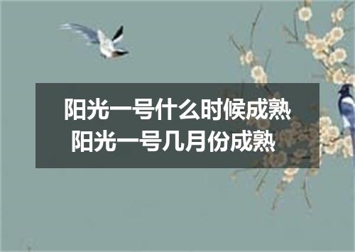 阳光一号什么时候成熟 阳光一号几月份成熟