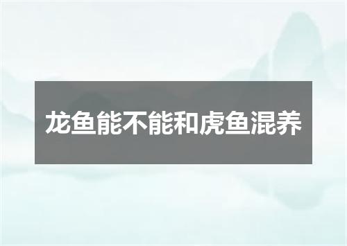 龙鱼能不能和虎鱼混养