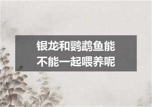 银龙和鹦鹉鱼能不能一起喂养呢