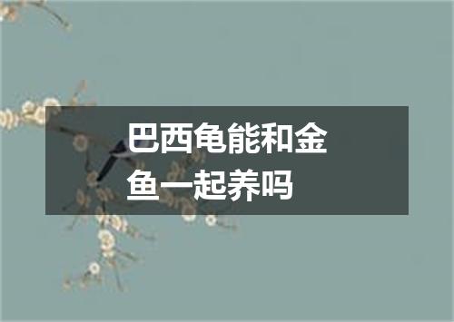 巴西龟能和金鱼一起养吗