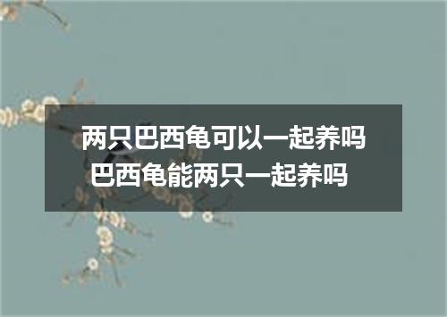 两只巴西龟可以一起养吗 巴西龟能两只一起养吗