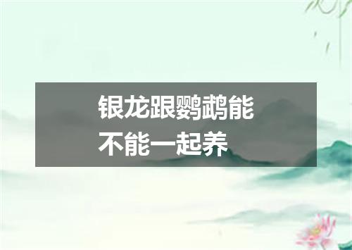 银龙跟鹦鹉能不能一起养