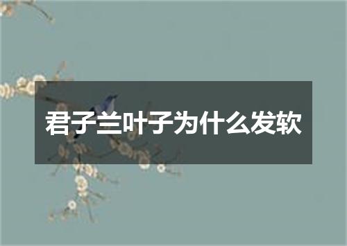 君子兰叶子为什么发软