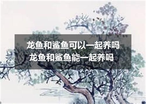 龙鱼和鲨鱼可以一起养吗 龙鱼和鲨鱼能一起养吗