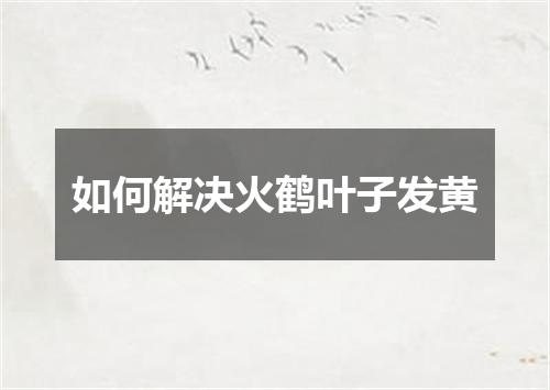 如何解决火鹤叶子发黄