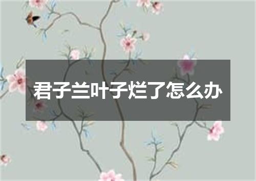 君子兰叶子烂了怎么办