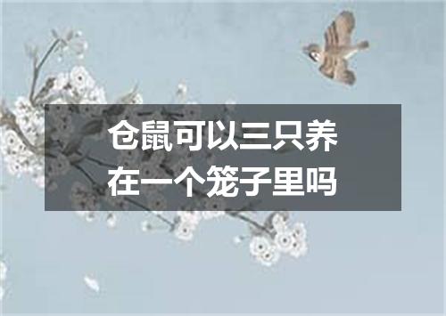 仓鼠可以三只养在一个笼子里吗