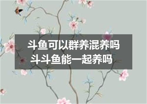 斗鱼可以群养混养吗 斗斗鱼能一起养吗