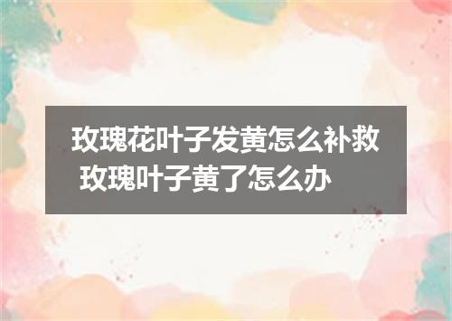 玫瑰花叶子发黄怎么补救 玫瑰叶子黄了怎么办