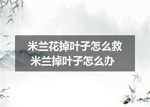 米兰花掉叶子怎么救 米兰掉叶子怎么办
