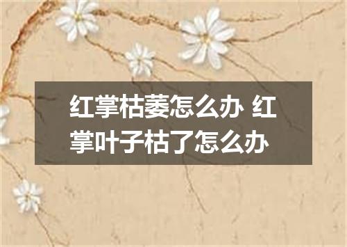 红掌枯萎怎么办 红掌叶子枯了怎么办