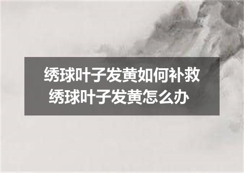 绣球叶子发黄如何补救 绣球叶子发黄怎么办