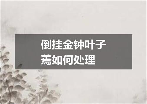 倒挂金钟叶子蔫如何处理