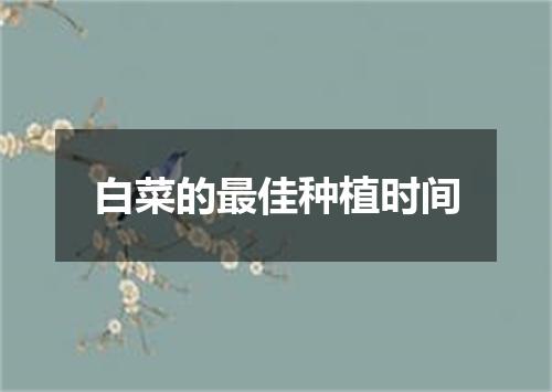白菜的最佳种植时间