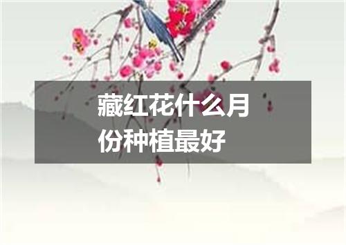 藏红花什么月份种植最好