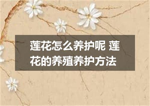 莲花怎么养护呢 莲花的养殖养护方法