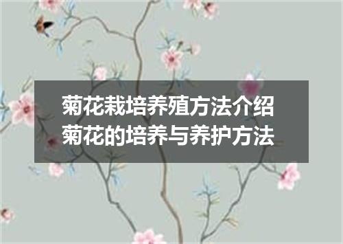 菊花栽培养殖方法介绍 菊花的培养与养护方法