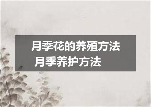 月季花的养殖方法 月季养护方法