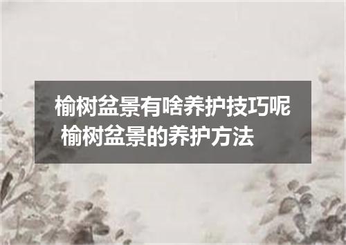 榆树盆景有啥养护技巧呢 榆树盆景的养护方法