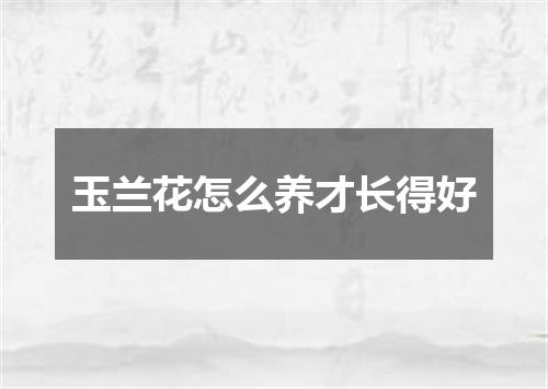 玉兰花怎么养才长得好