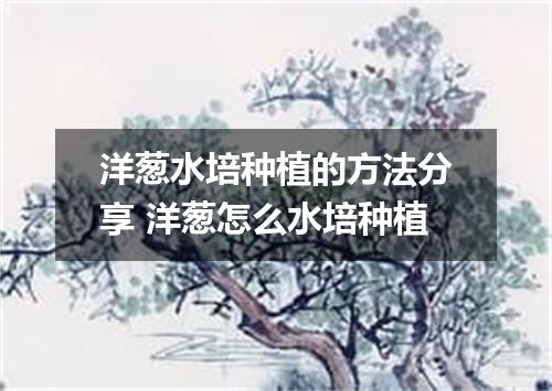 洋葱水培种植的方法分享 洋葱怎么水培种植