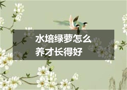 水培绿萝怎么养才长得好