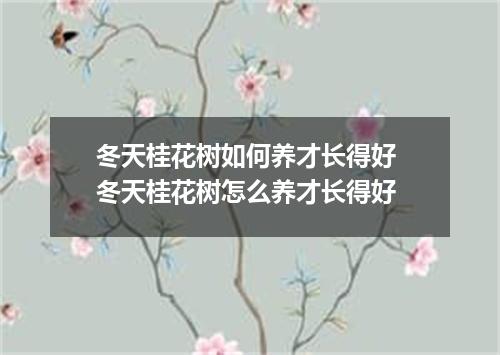 冬天桂花树如何养才长得好 冬天桂花树怎么养才长得好