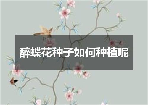 醉蝶花种子如何种植呢